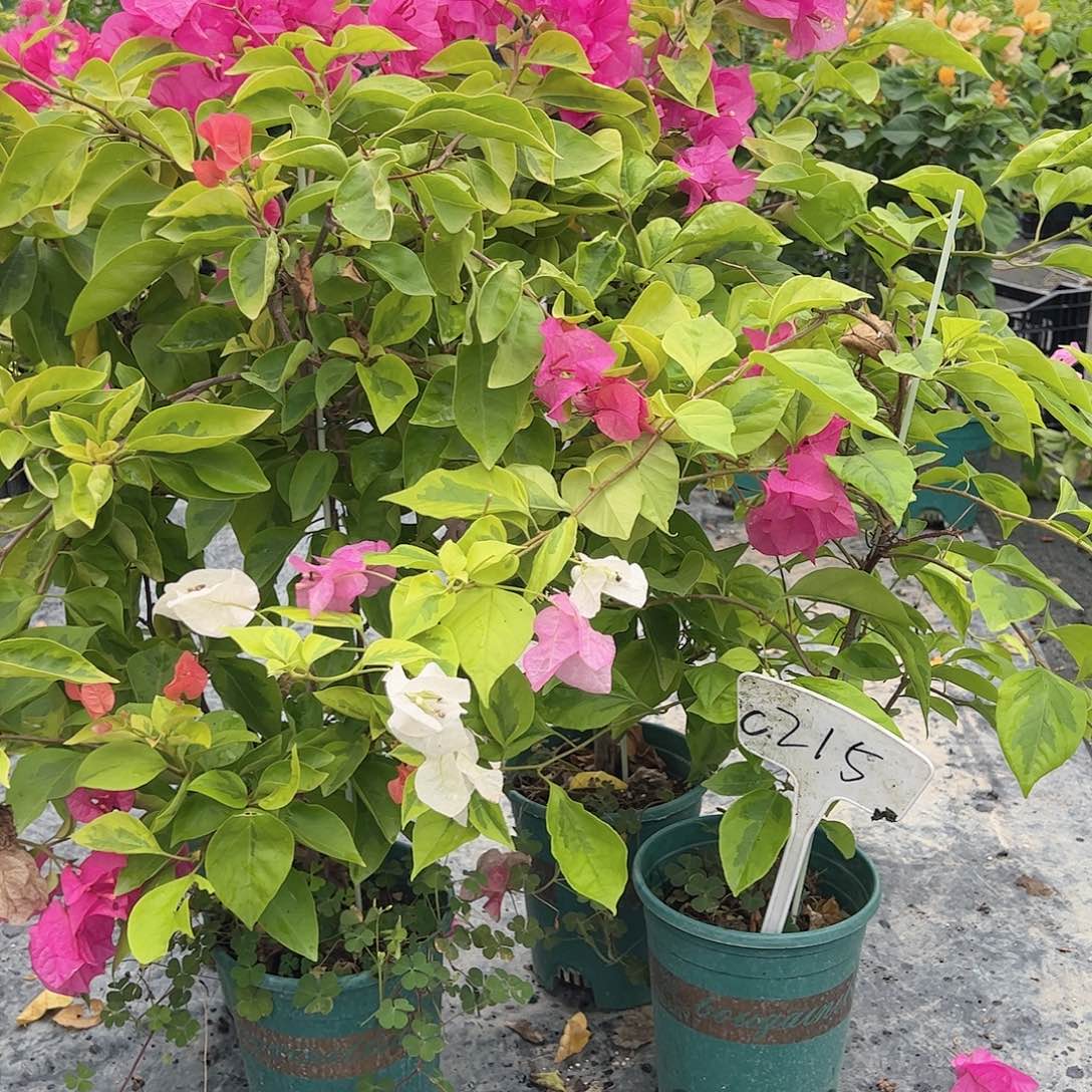 大部分开放少量花苞C215黄金双枪或金边红樱一棵