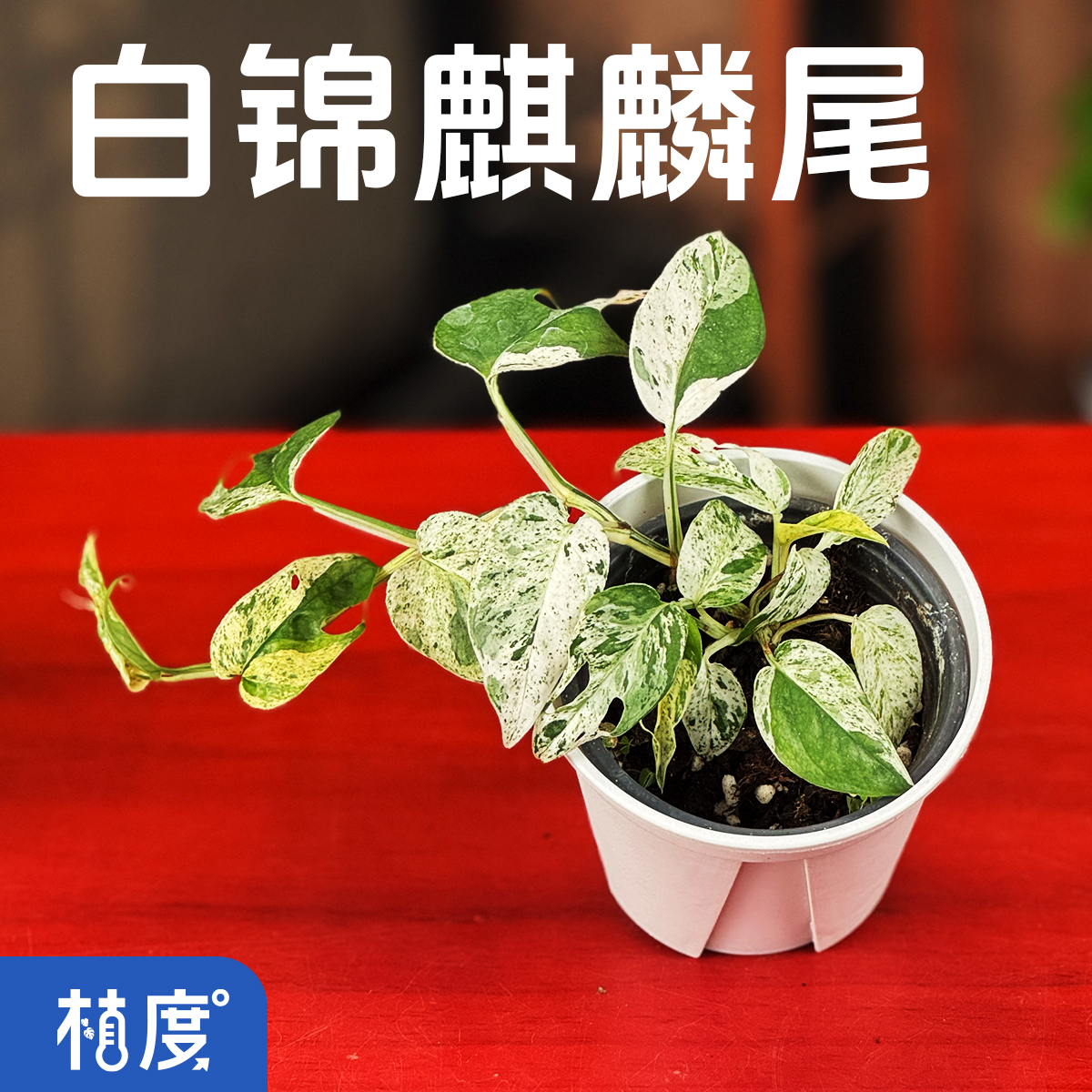 【植度 | 薄荷锦麒麟尾】叶缘白锦斑驳梦幻 高级感锦化蕨类珍品