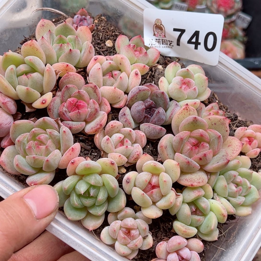 多肉植物多肉植物