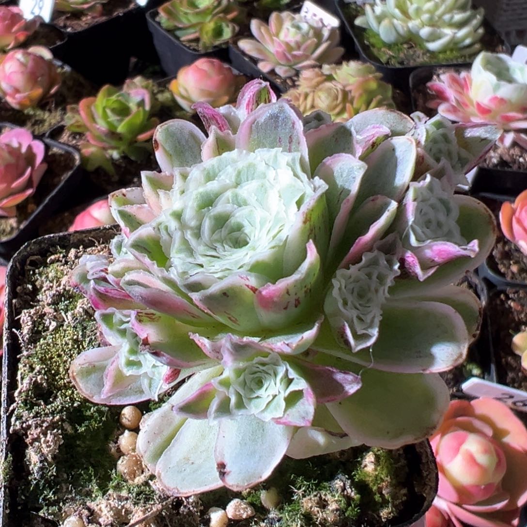 秋夕40山地玫瑰多肉