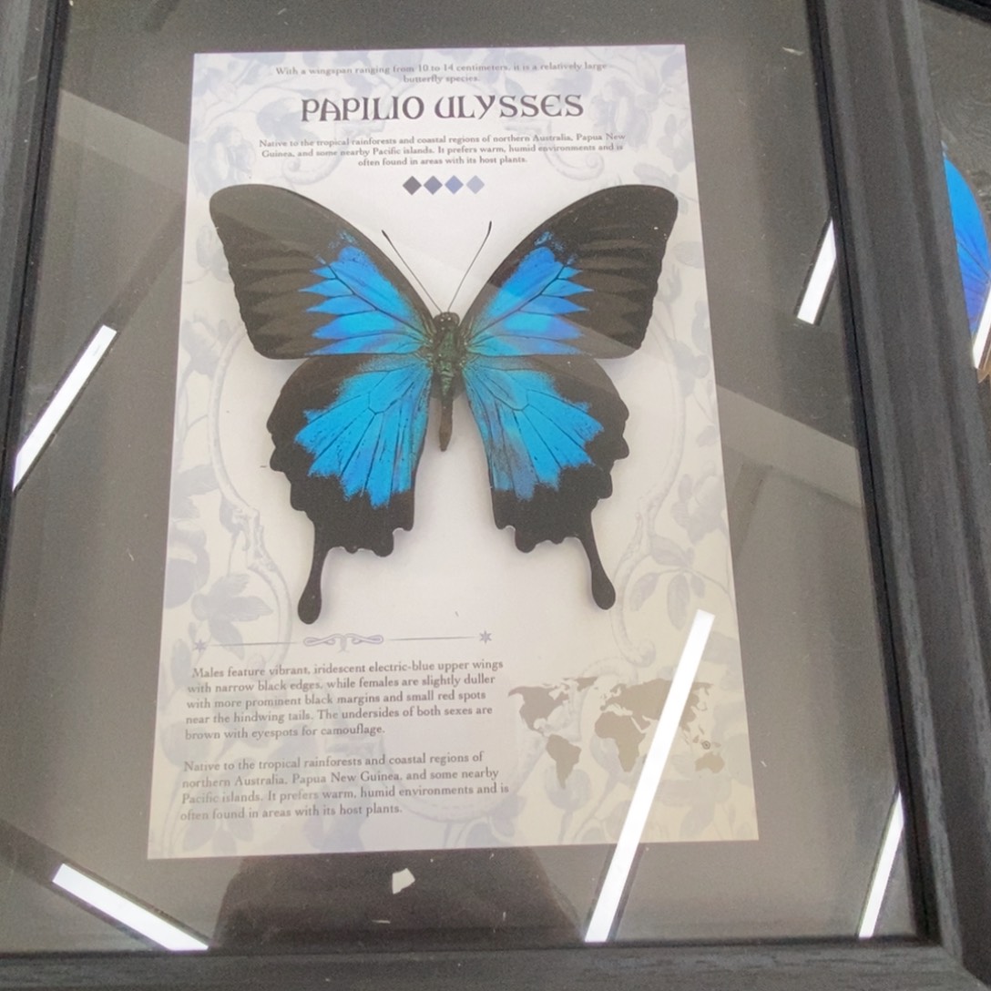 铝合金双层款蝴蝶相框