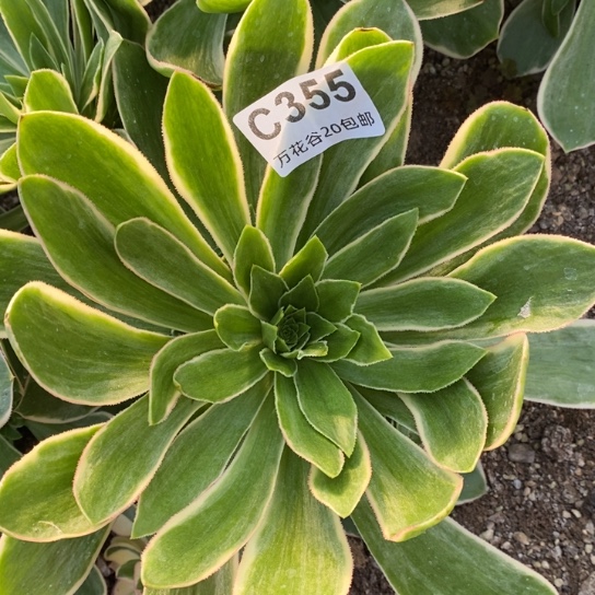 355大叶绿玫瑰锦多肉植物满崽量拍