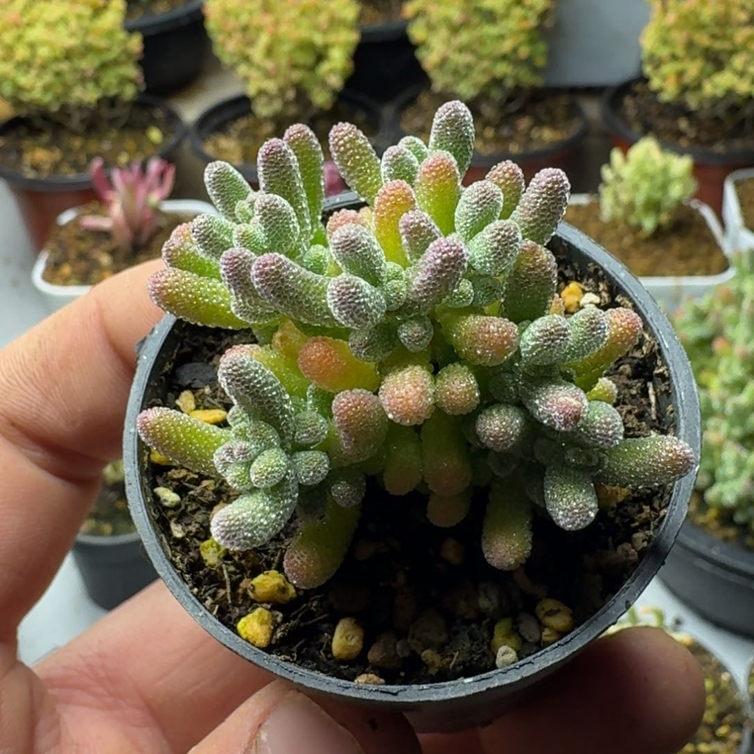 冰晶 多肉植物枝干番杏