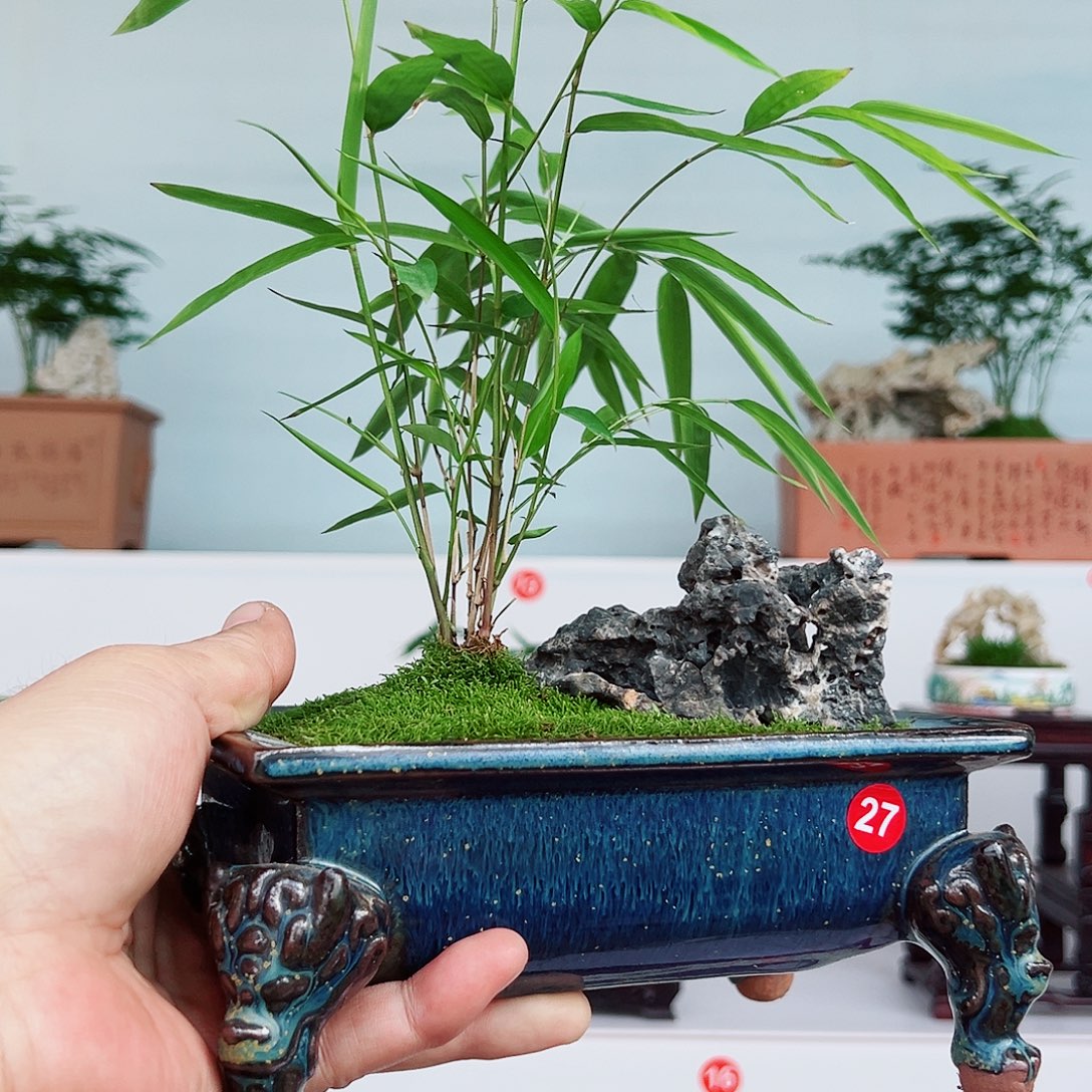 L***u无花朵盆景，内门竹，风凌石