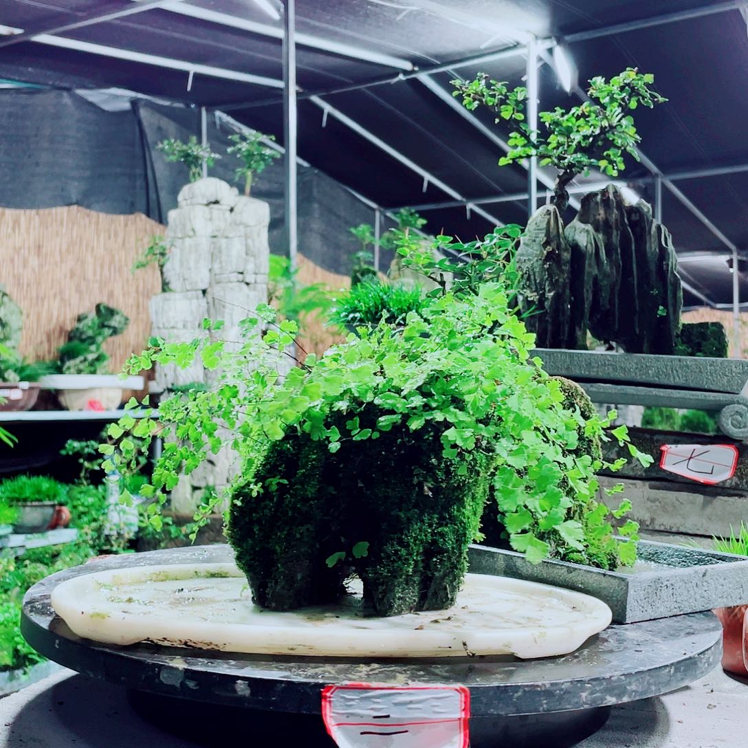 玩***志无花朵新品发布会上有两种