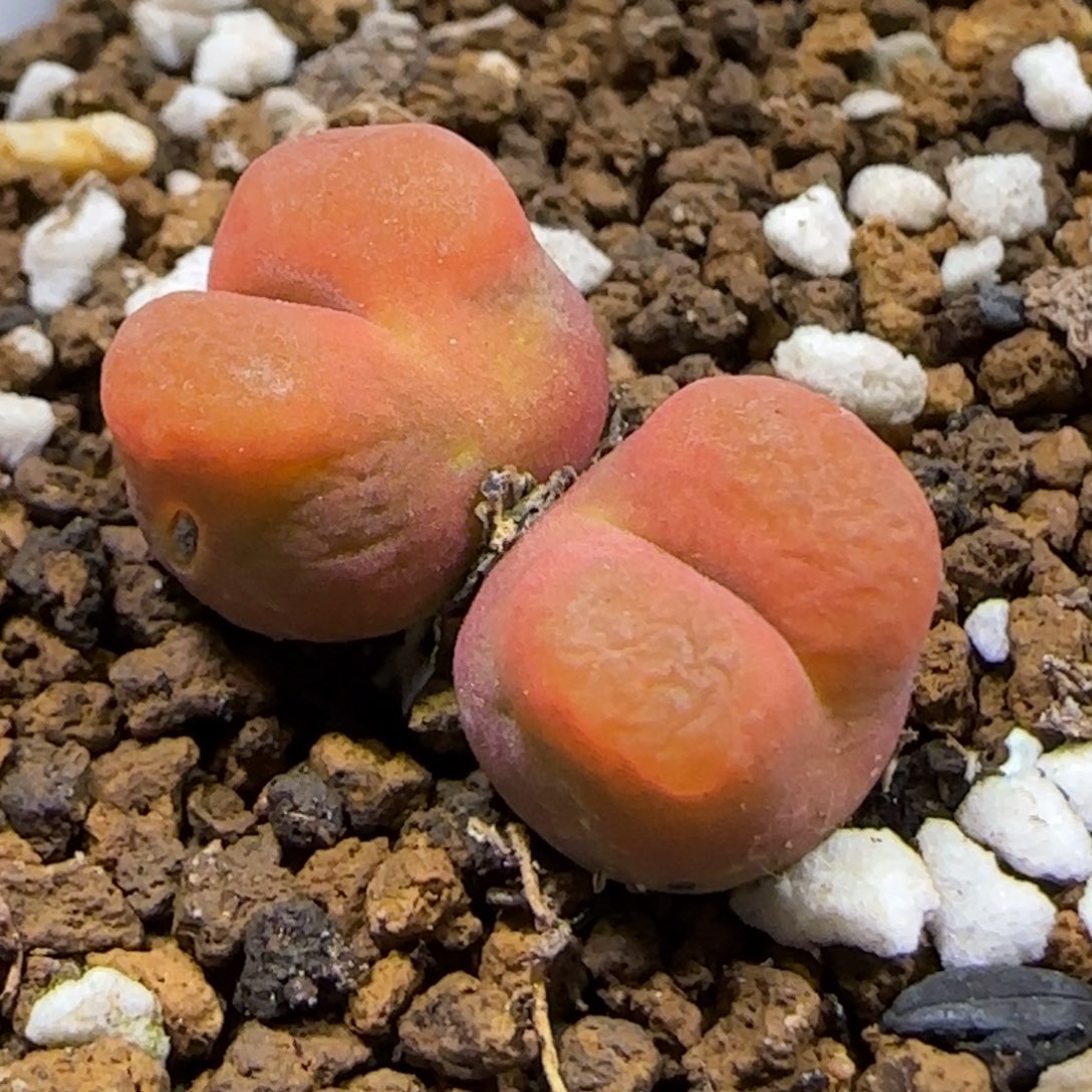 11.25.1430.5水蜜桃.9011冠幅2cm