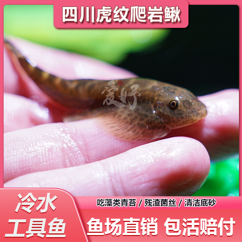 吸鳅四川虎纹爬岩鳅原生工具鱼冷水清道夫除藻清洁鱼清理鱼缸粪便