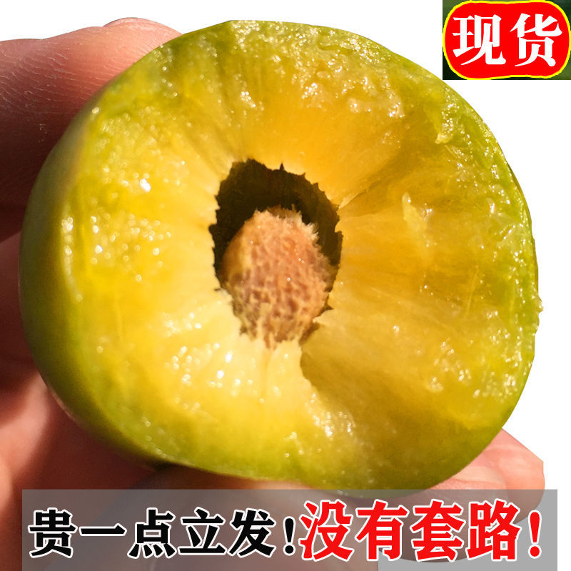 （京东顺丰坏果包赔）四川青脆李汶川红脆李脱骨李3斤5斤10斤青红