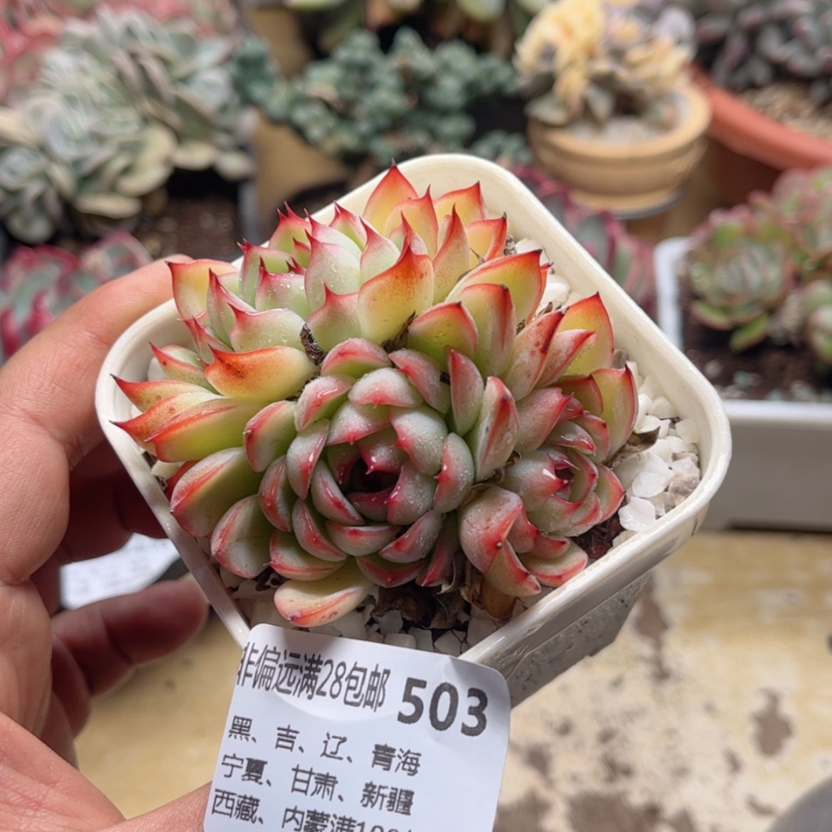 【闪购商品】503勾魂仙子