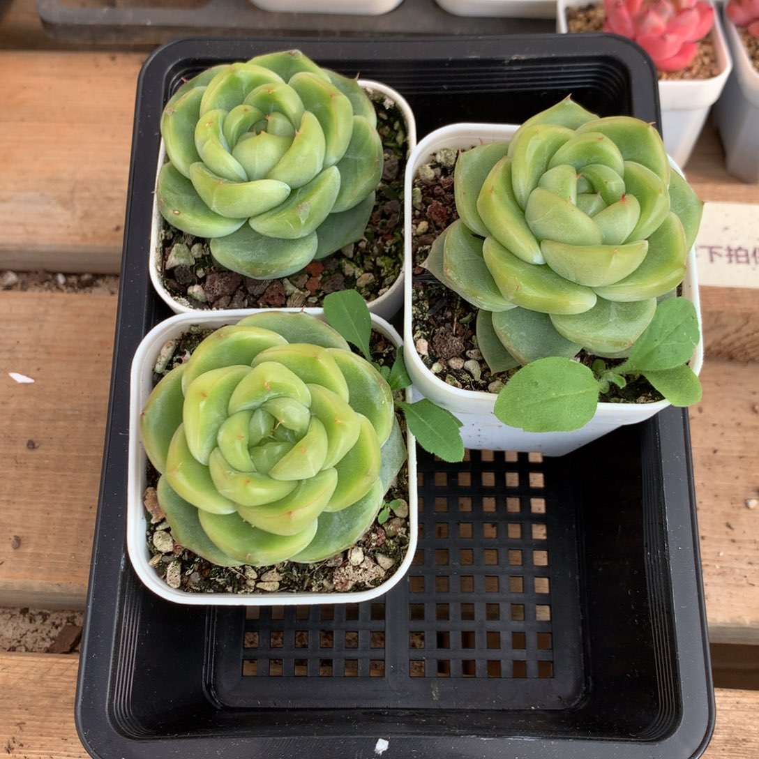 懒羊羊精品一物一拍