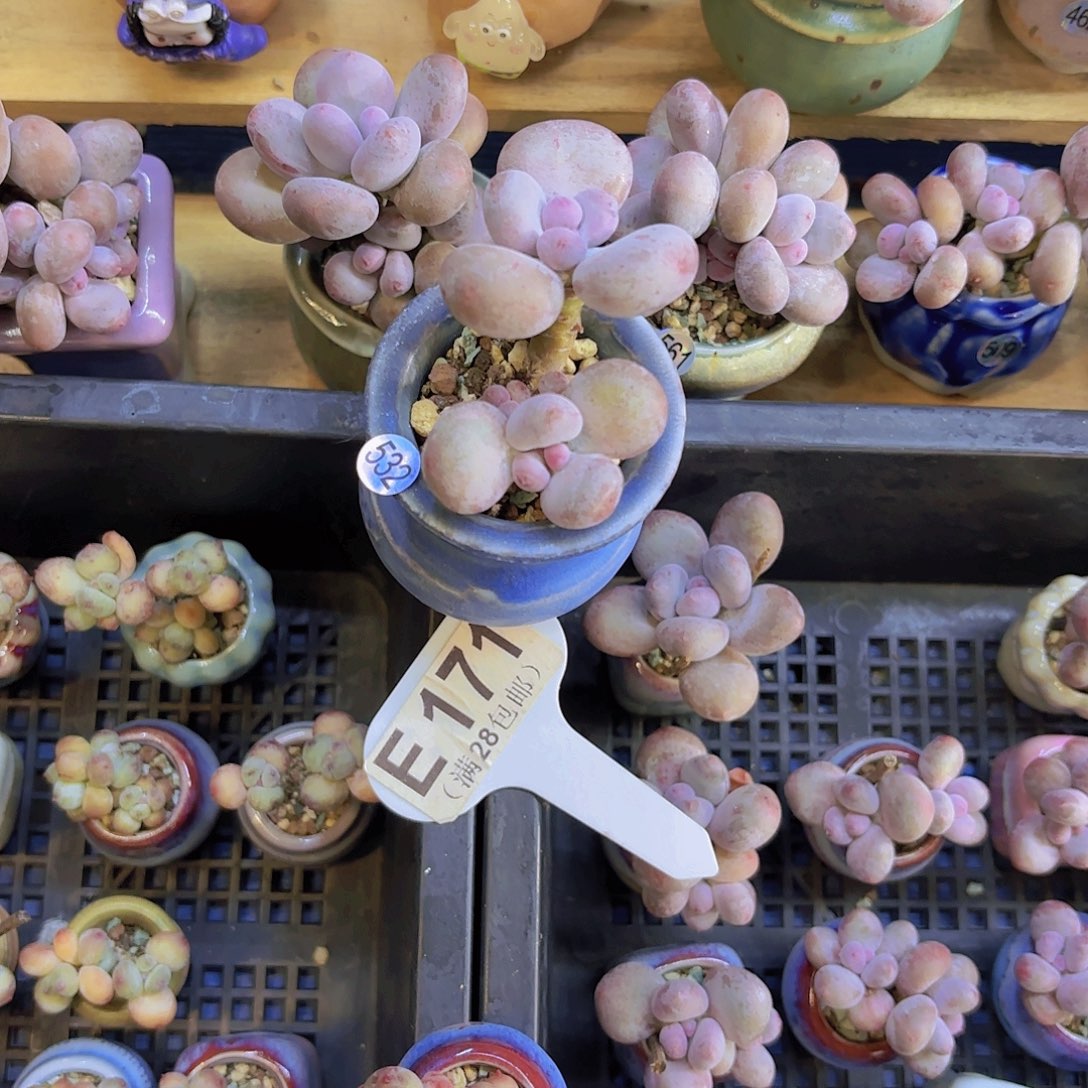 E171彩虹奶一物一拍