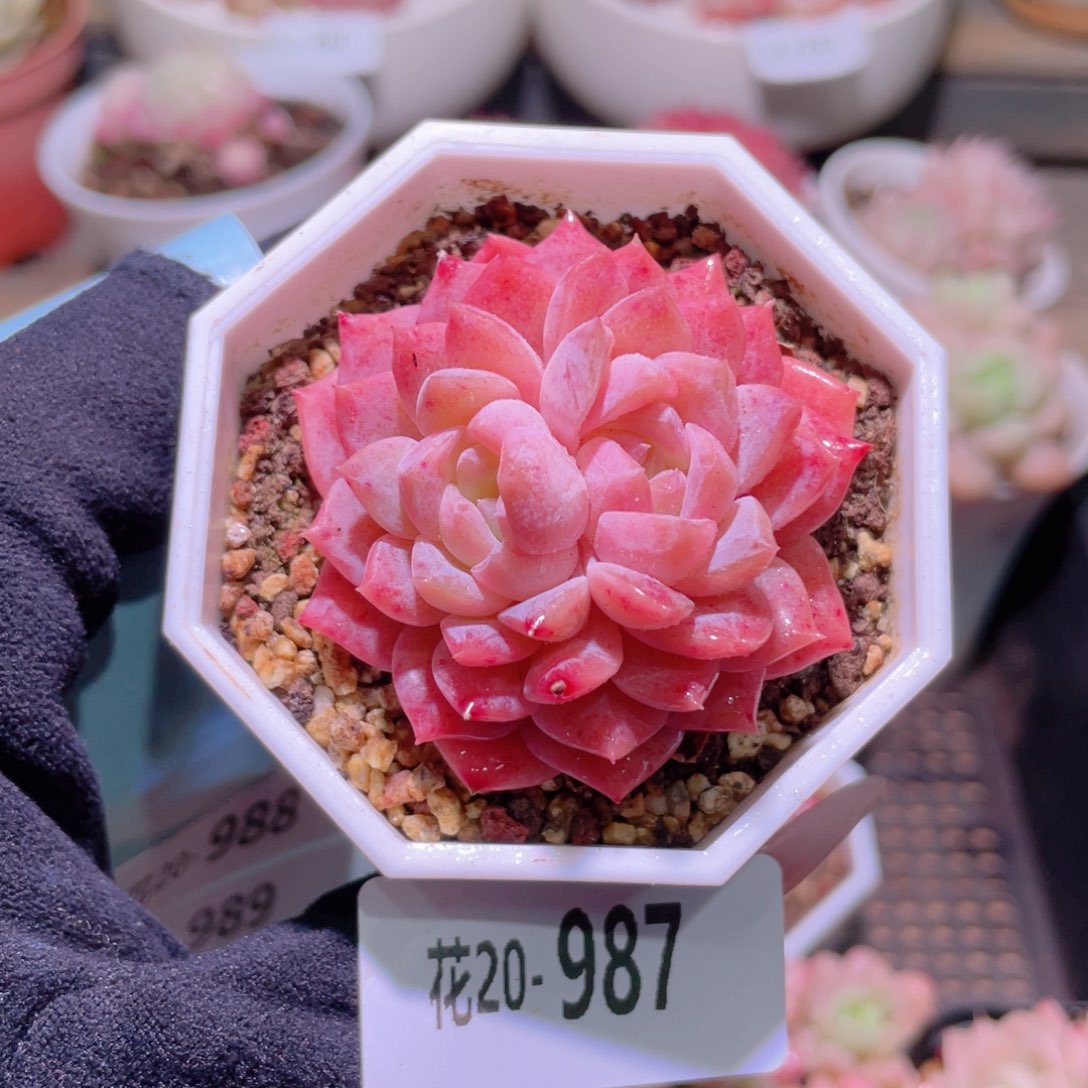 花利美20-987精选糖心