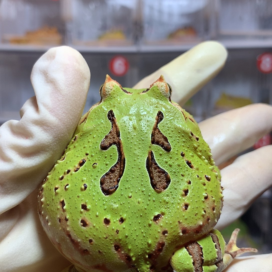角蛙3299 福利大蝴蝶母