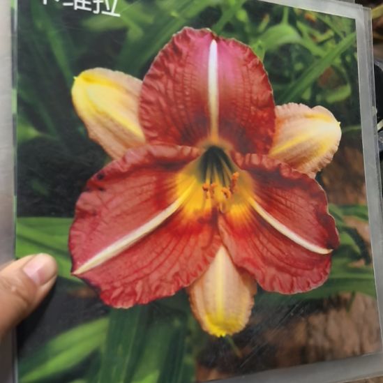 当前无花栽培后可以开花萱草卡维拉裸根发货3棵