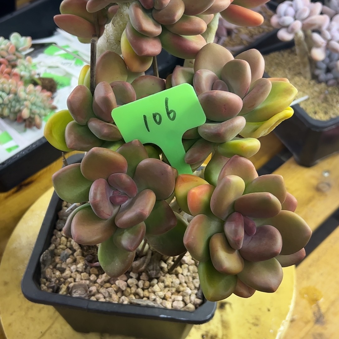 承***泽106KK美人。 多肉。 