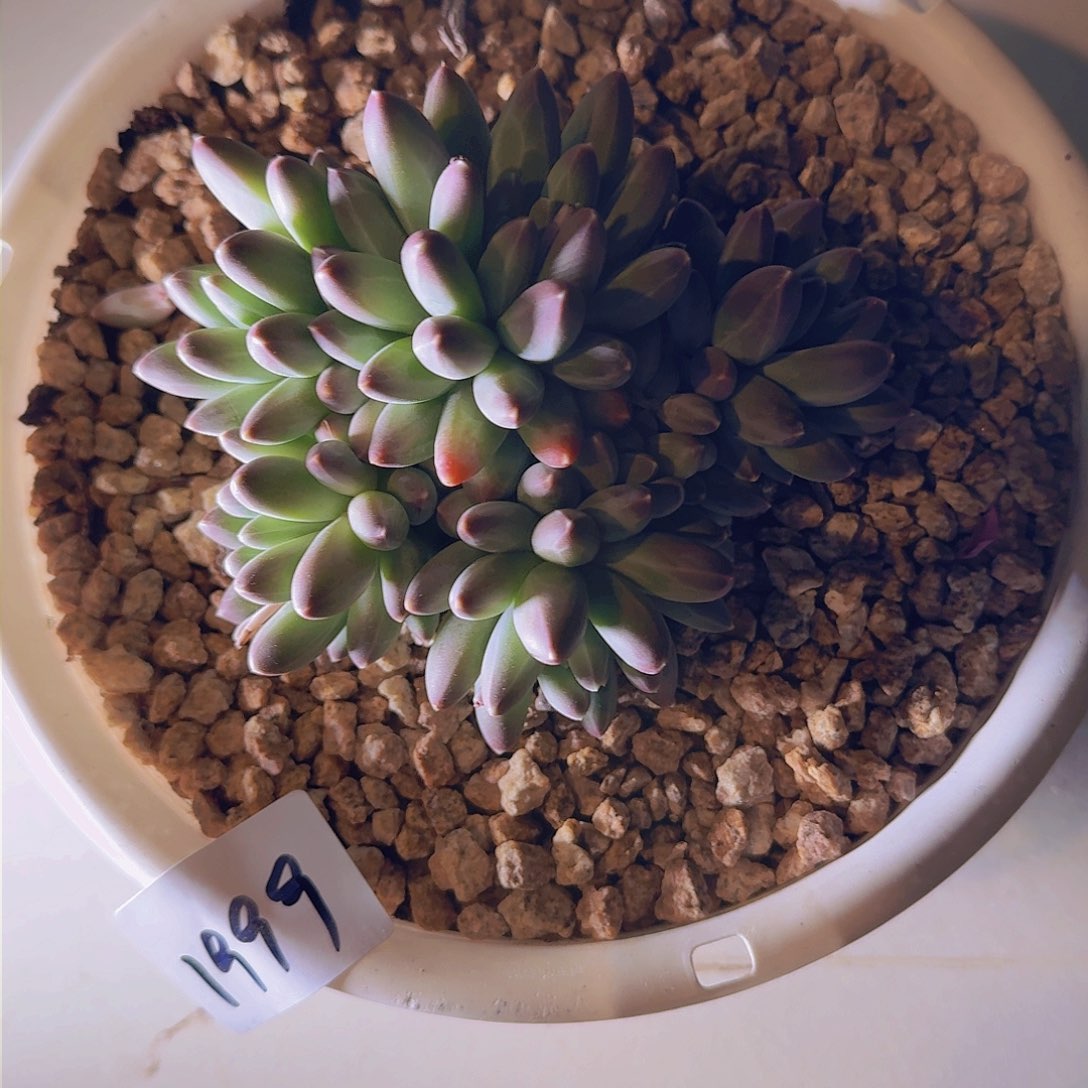 ?*晓1999伊卡多肉植物