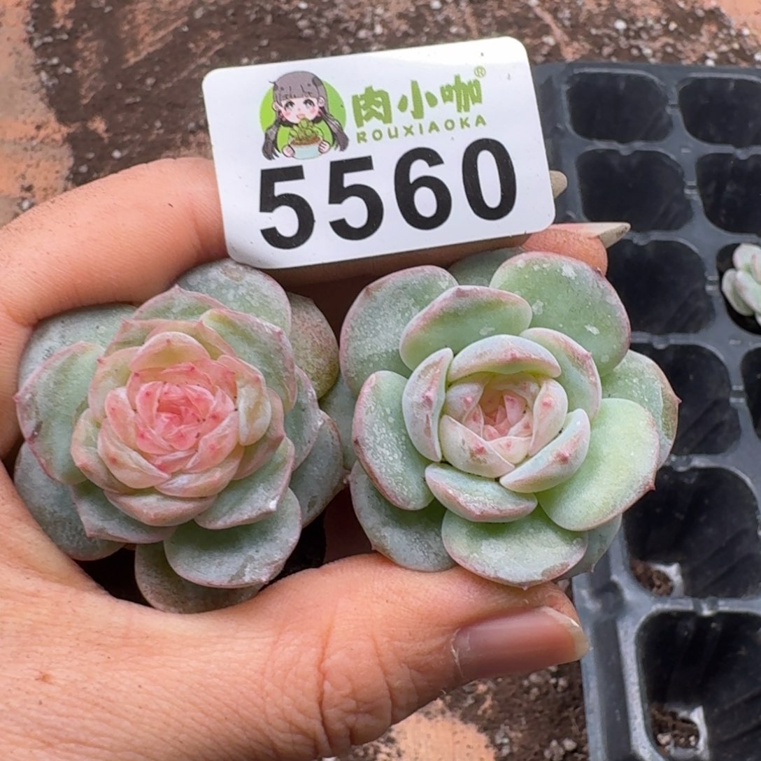 骑***风多肉植物多肉植物