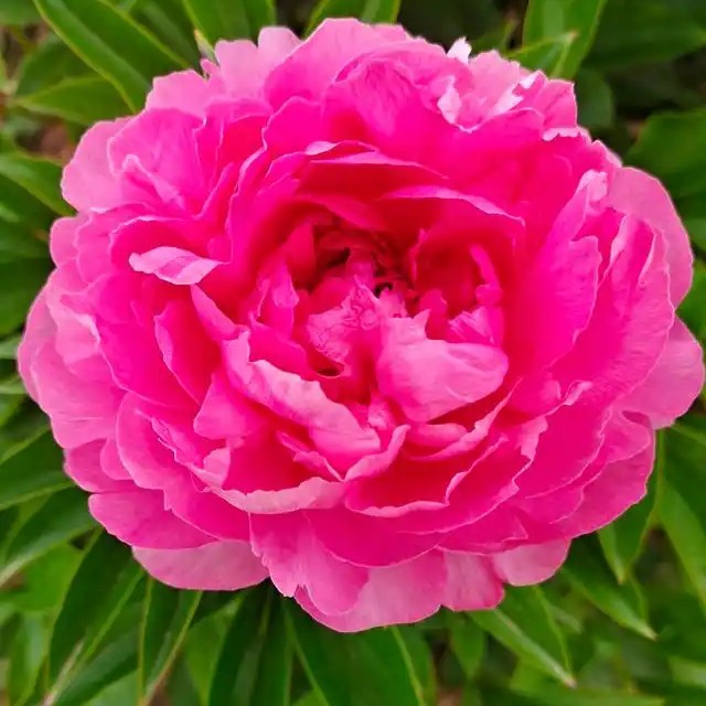 大富贵小方盆＋牡丹接穗苗