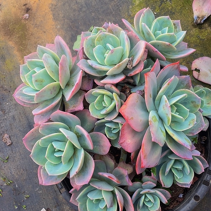 血凤36.8多肉主头开花