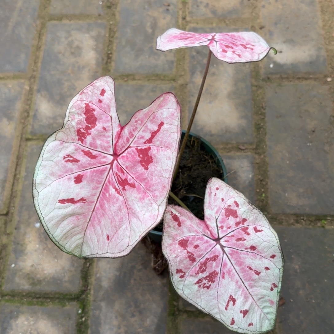 泰版草莓心69-1202