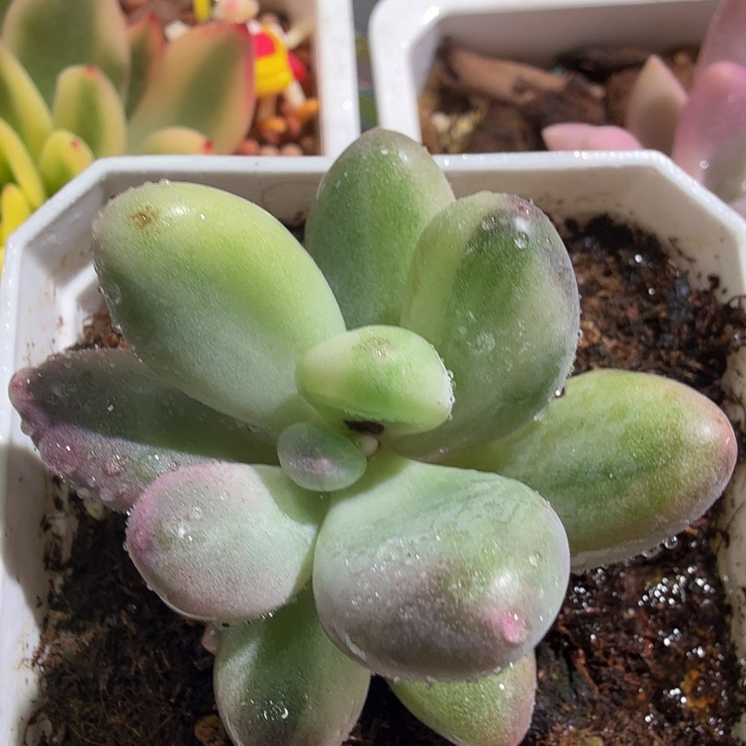 奶酪锦，多肉植物