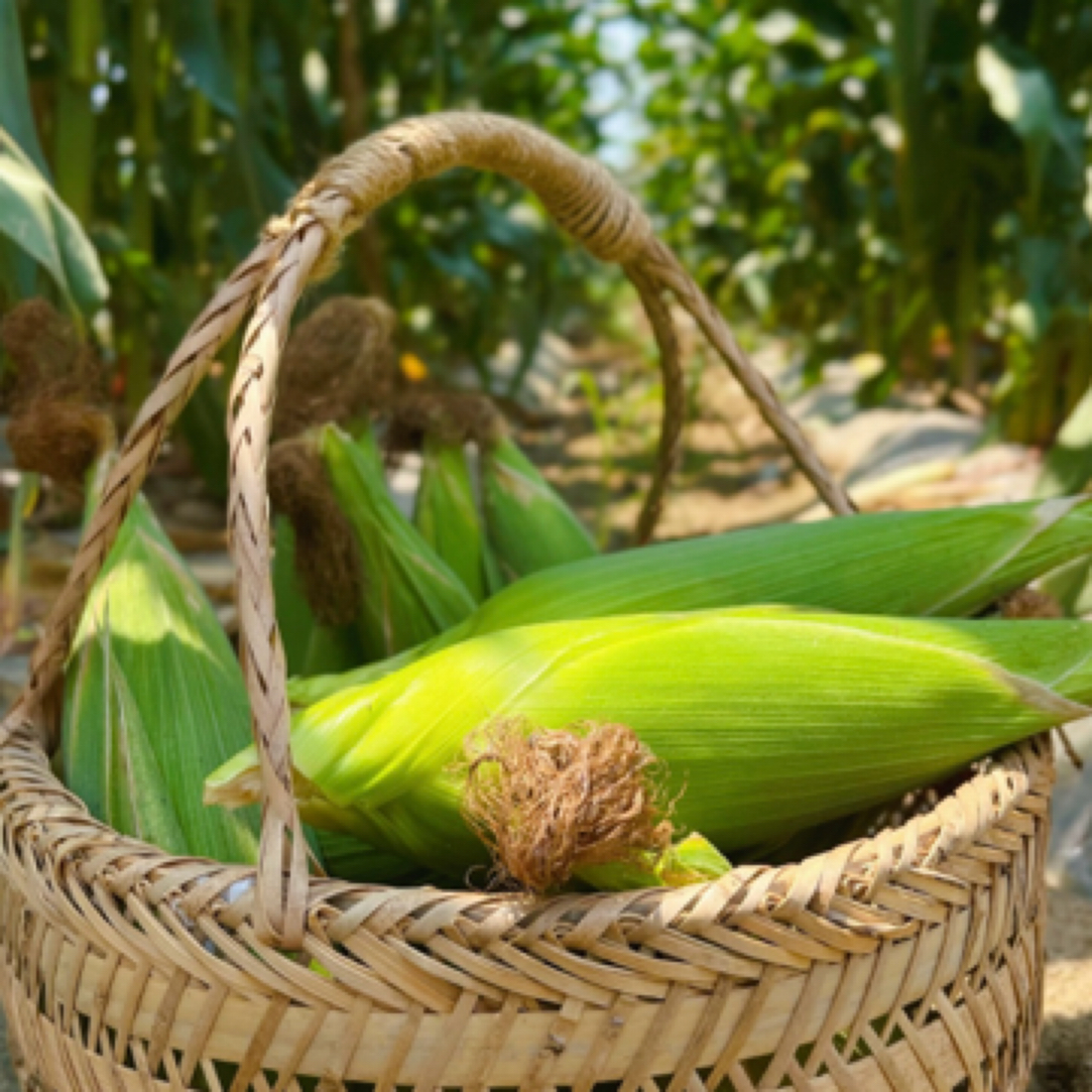 贵州农家自种新鲜白糯玉米/现摘现发/