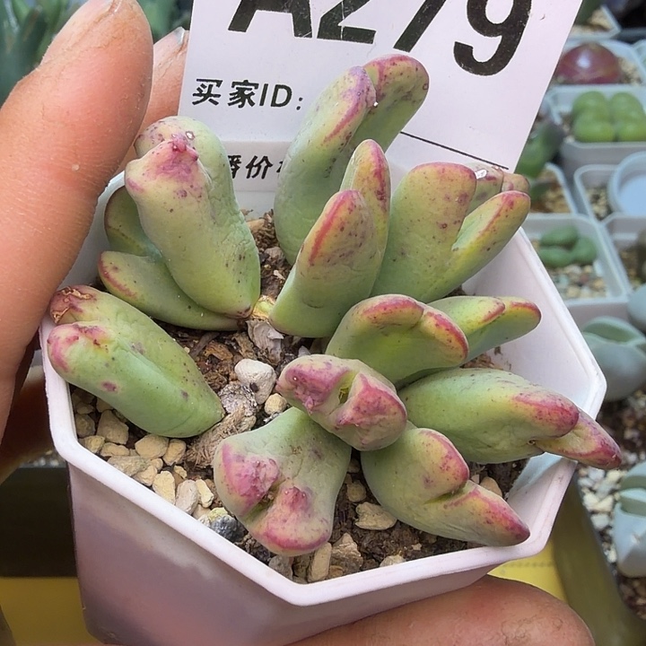 279。满38包邮肉锥