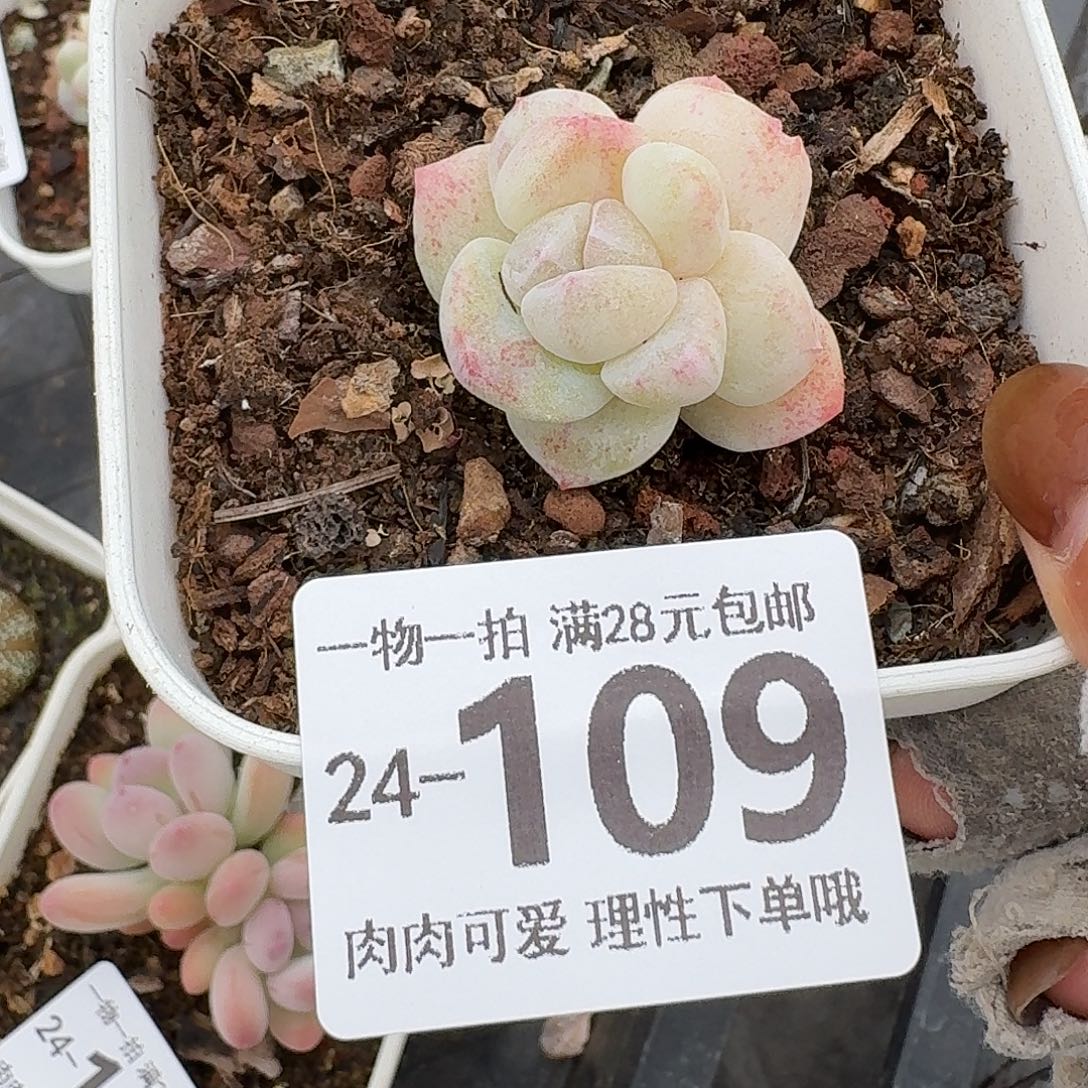 石化冰玉无盆土发货无
