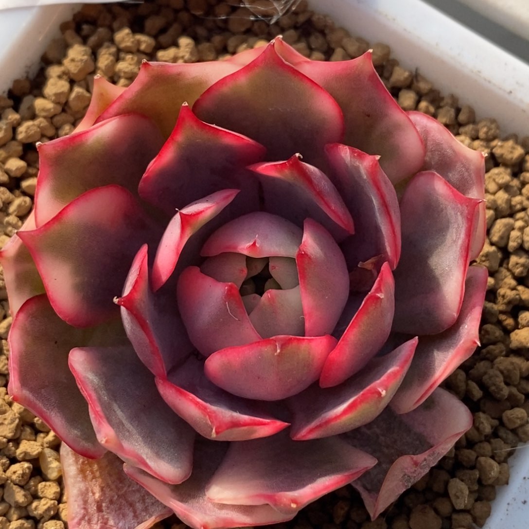 575宝莲灯锦单头刚长根