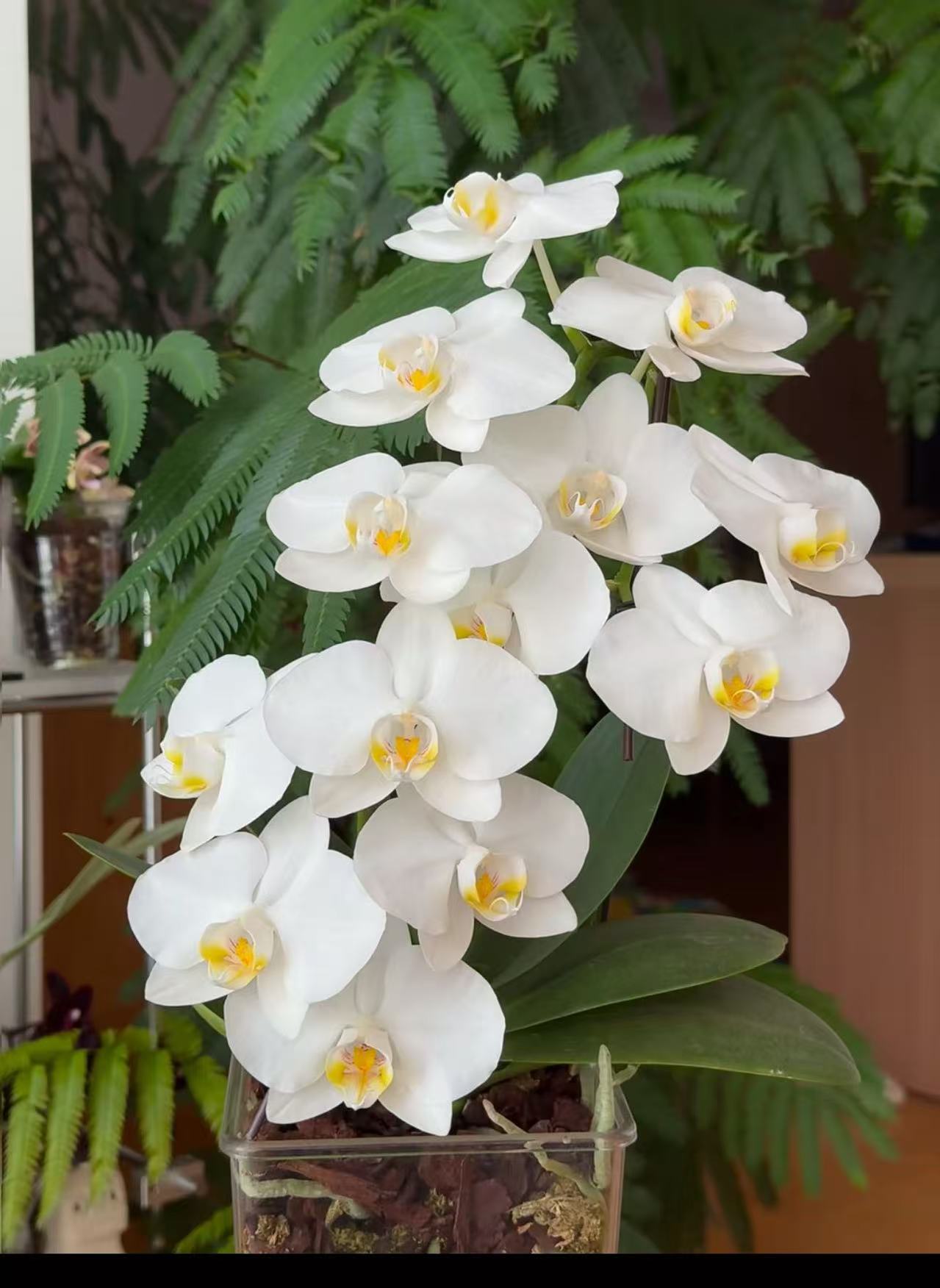 福利品【阿玛】 3.0寸白色系蝴蝶兰 基地直供