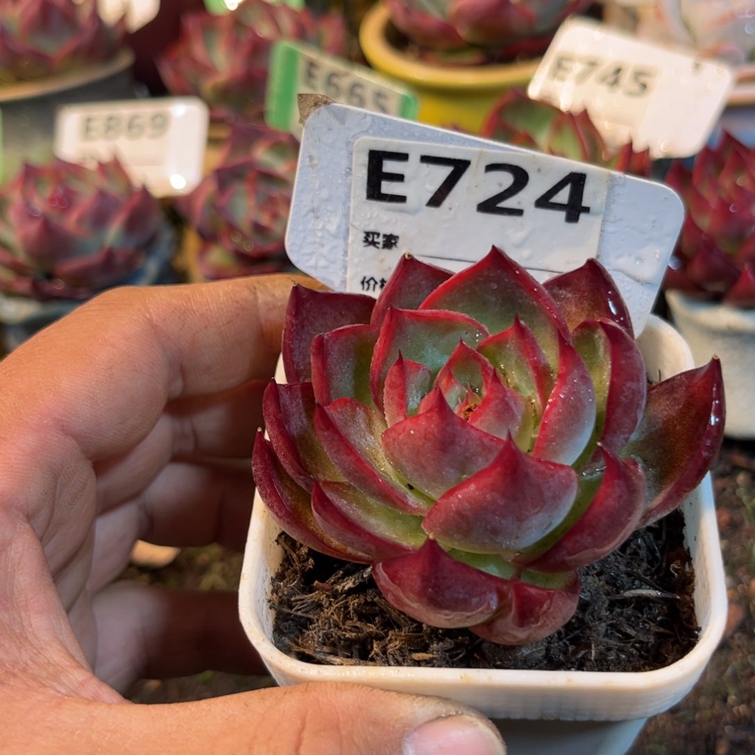 惊鸿一瞥724号多肉