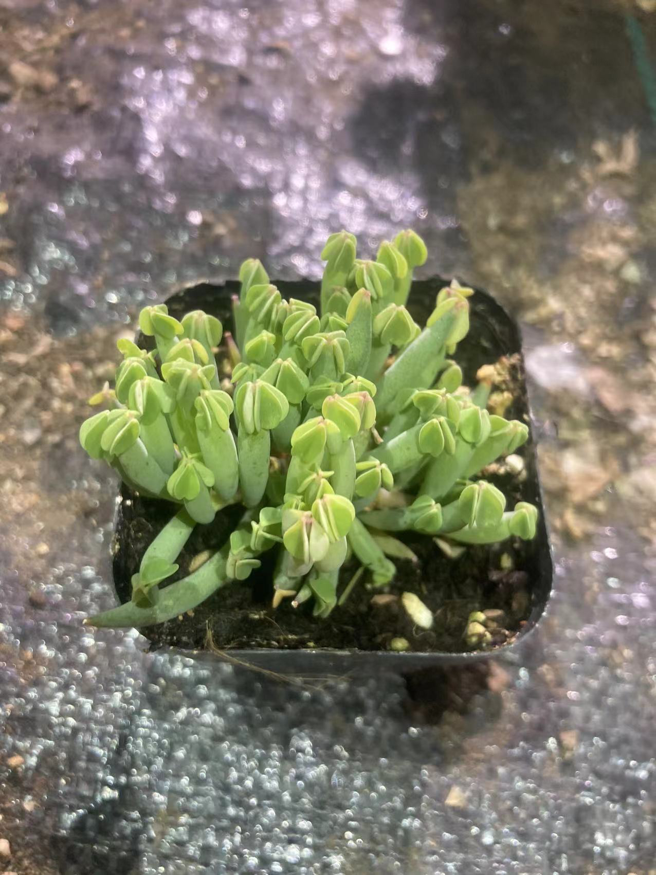 多肉植物  酢浆草