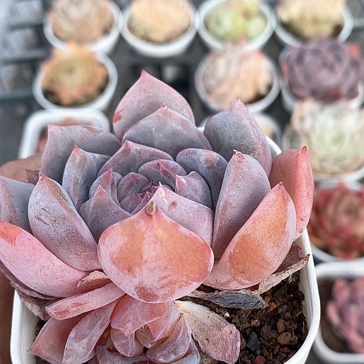 多肉植物一物一拍0186