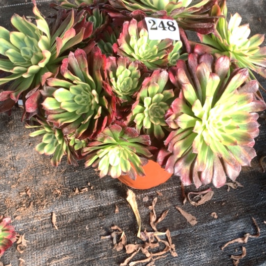 多肉植物舞天姬248