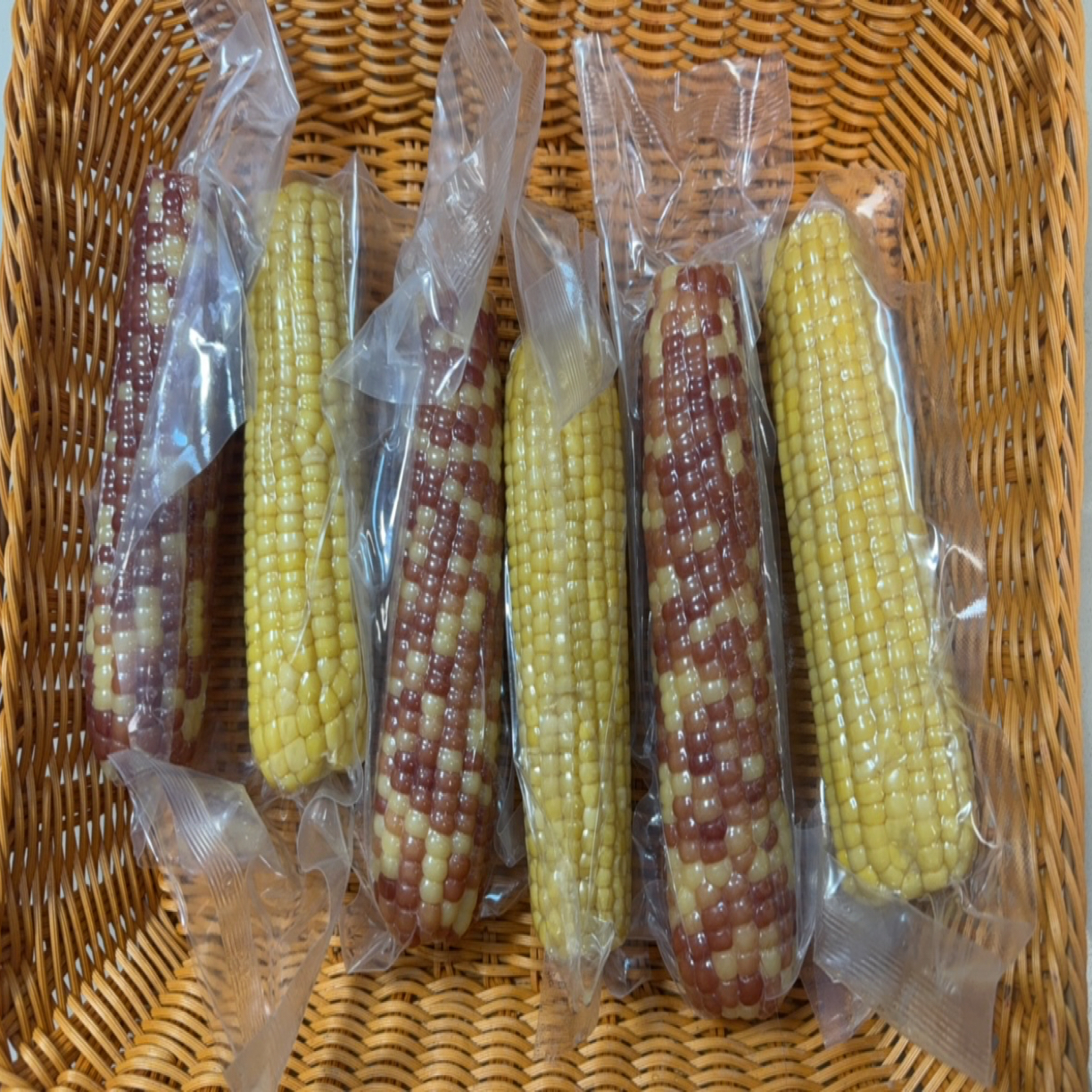 宁夏中宁北纬37度内陆高原非转基因鲜食玉米法国波尔多同纬度种植