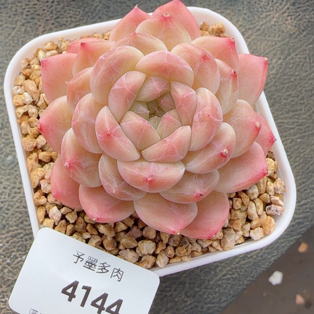 冰魄，4144多肉植物