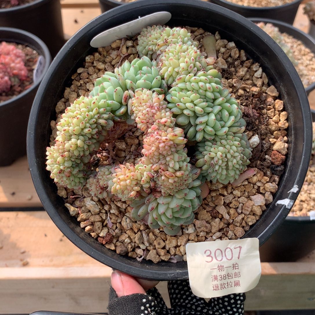 12厘米胸花白胖子缀3007