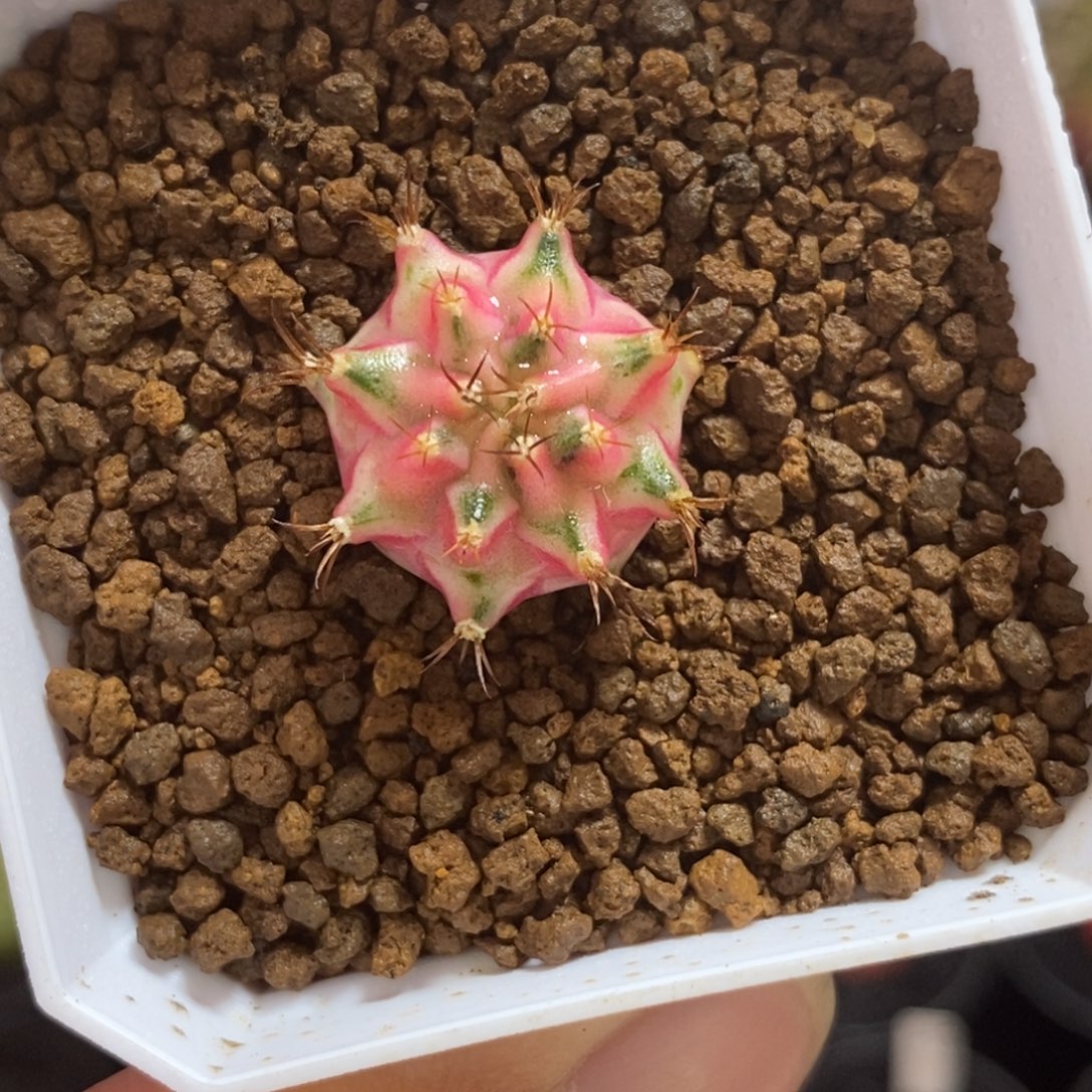 泰系侧芽—带盆土发货45