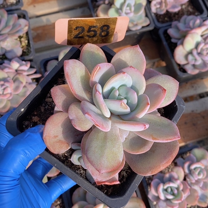 丫***啦258号奶茶一颗1111