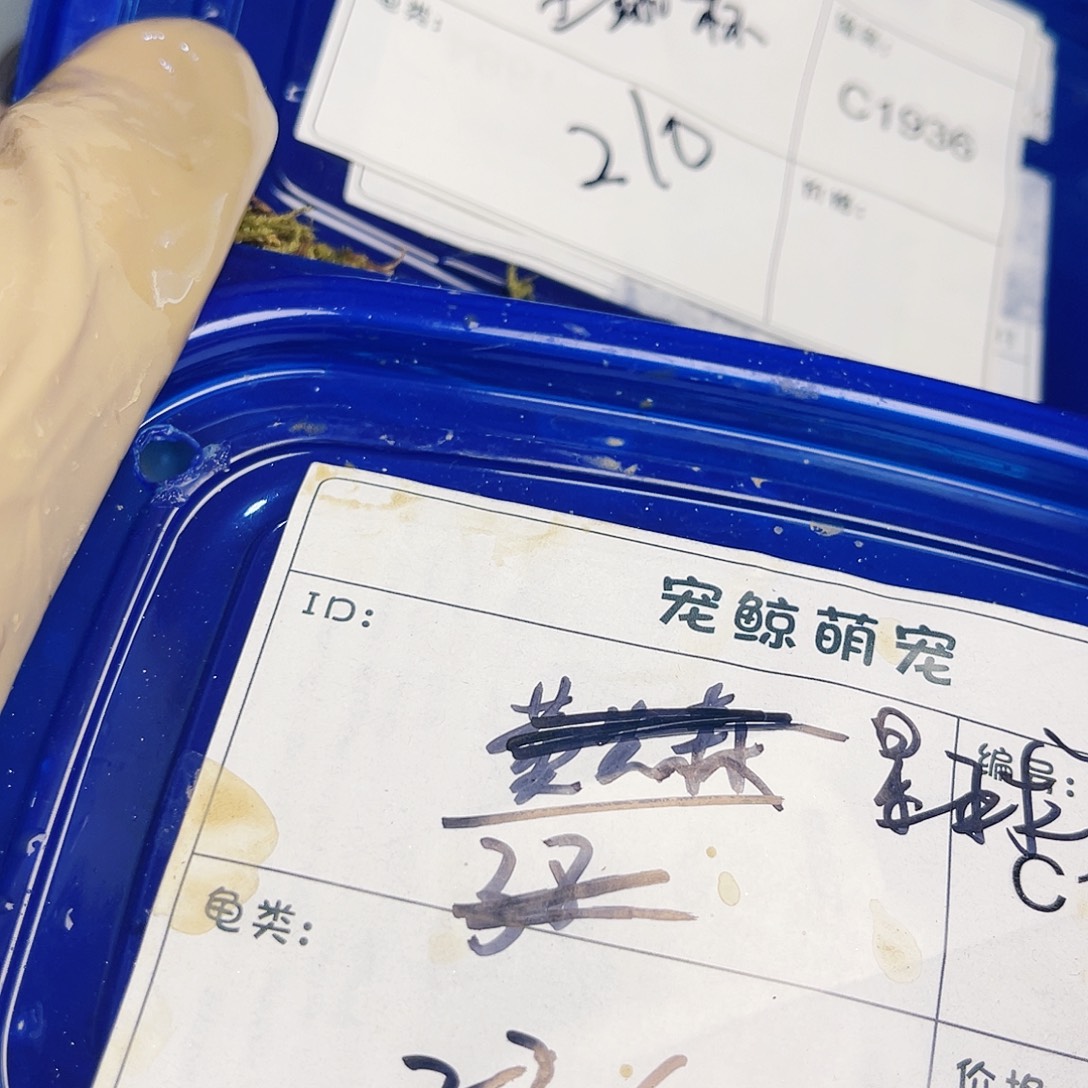星***杯绿毛龟母小青两个