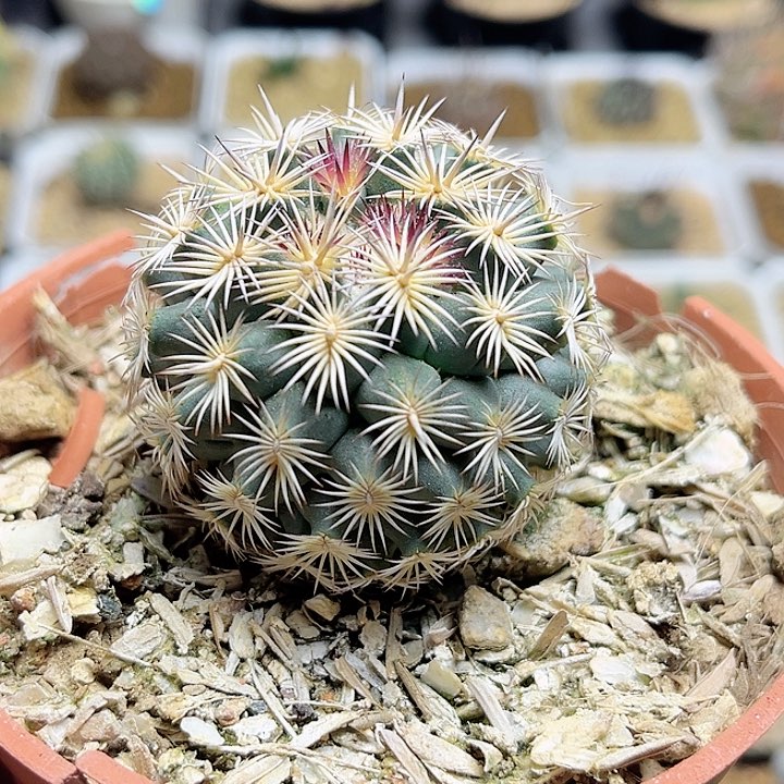 顶花海胆实生4.9公分