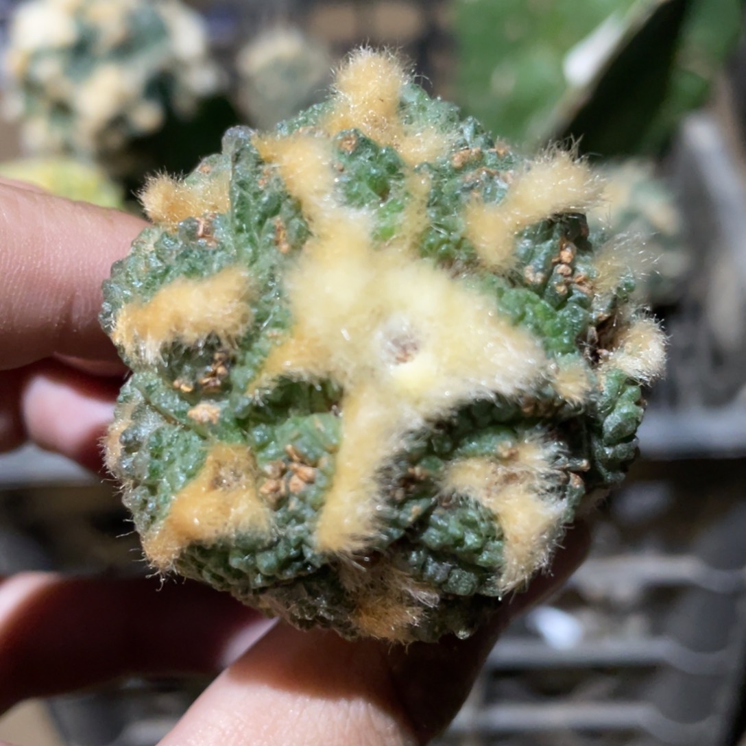 金毛龟甲牡丹918