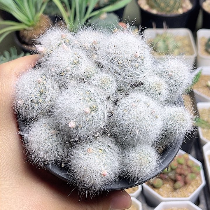 小惑星群一颗一物一拍