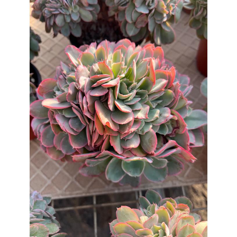 芬克缀化多肉稀有贵货群生脱土红色阳台室外好养适合新手独家新品