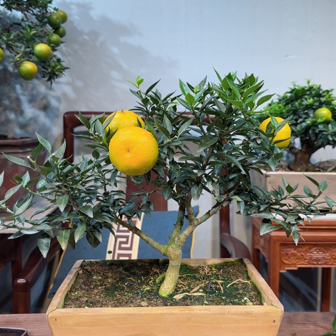 少量花朵（建议范围：2朵-5朵 或40%以下）E****海