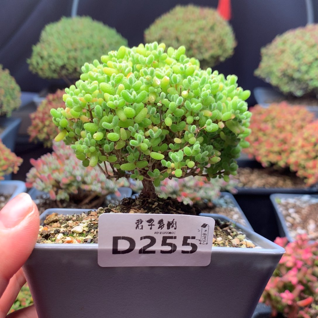 255蜜橘糖球              