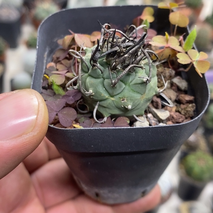 实生升云龙特价包邮