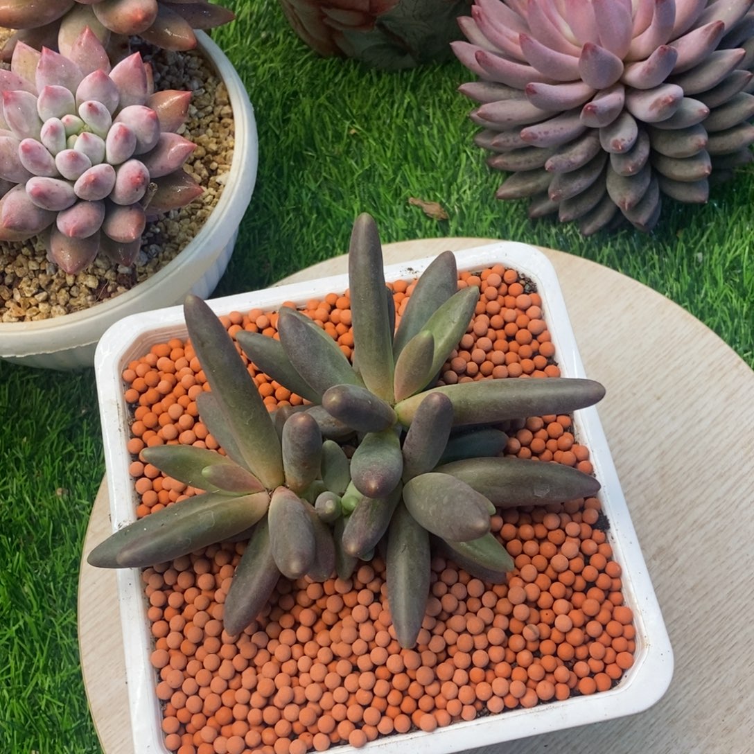 烟花美人多肉植物