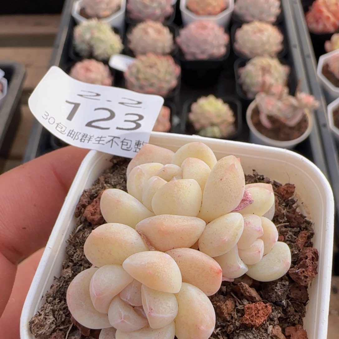 糖心白体冰玉一颗脱土