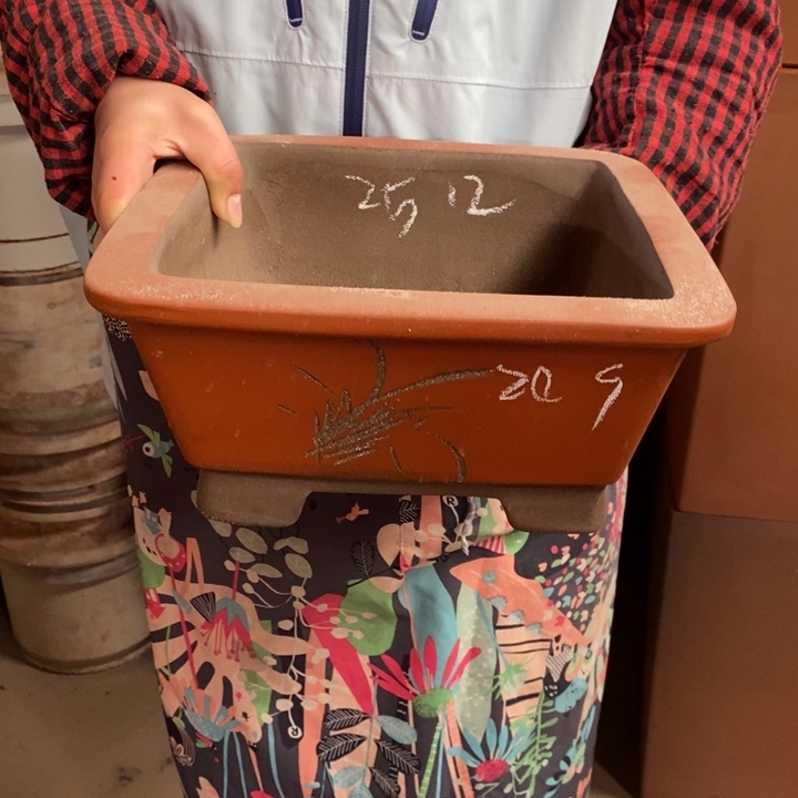 花盆紫砂只顾吃药吃